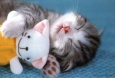 20051117130700-gatito.jpg