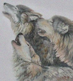 20070221010020-wolves.jpg