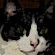 20080207012500-lolins.jpg