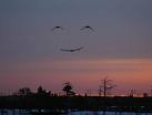 20080302175317-images.jpg