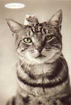 20080607184947-catmouse.jpg