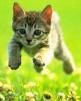 gatito.jpg